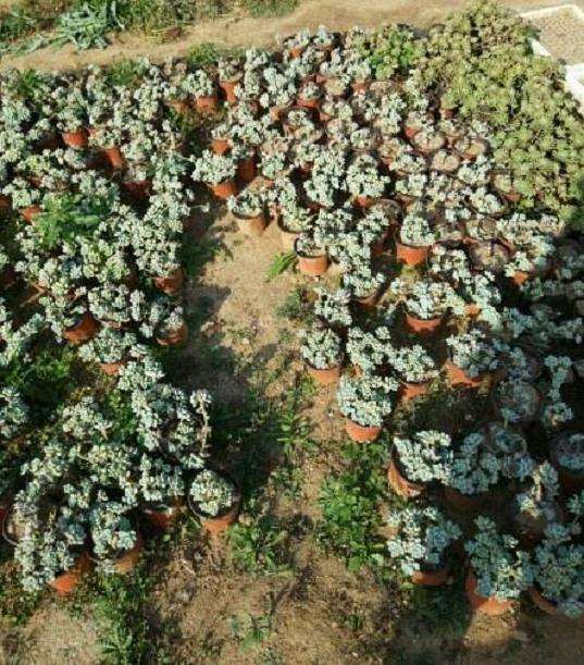 焦作哪里有多肉大棚 求地址