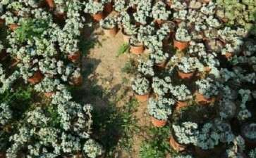 焦作哪里有多肉大棚 求地址