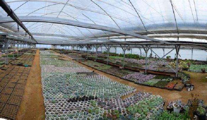 合肥哪里有多肉大棚啊 求地址