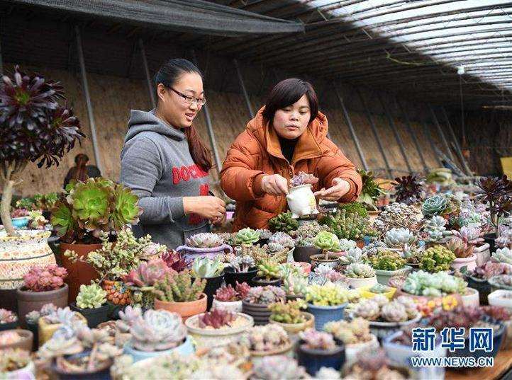 沈阳全运路多肉大棚地址在哪里