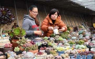 沈阳全运路多肉大棚地址在哪里