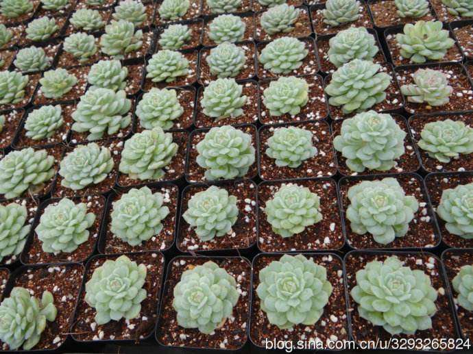 扬州哪里有多肉大棚 地址怎么走