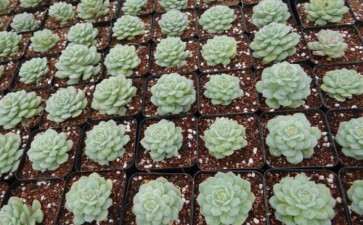 扬州哪里有多肉大棚 地址怎么走