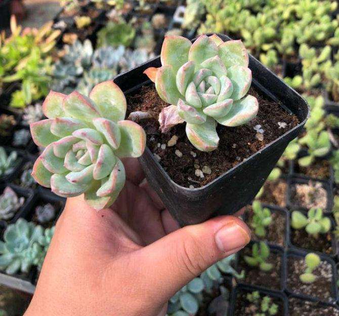 芜湖哪里有多肉大棚 地址怎么走