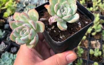 芜湖哪里有多肉大棚 地址怎么走