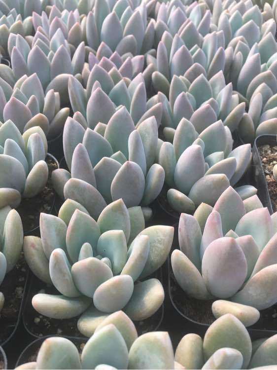 新沂多肉大棚在哪里 地址和联系方式