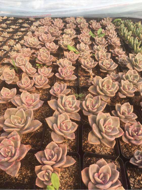 新沂多肉大棚在哪里 地址和联系方式