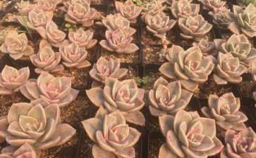 新沂多肉大棚在哪里 地址和联系方式