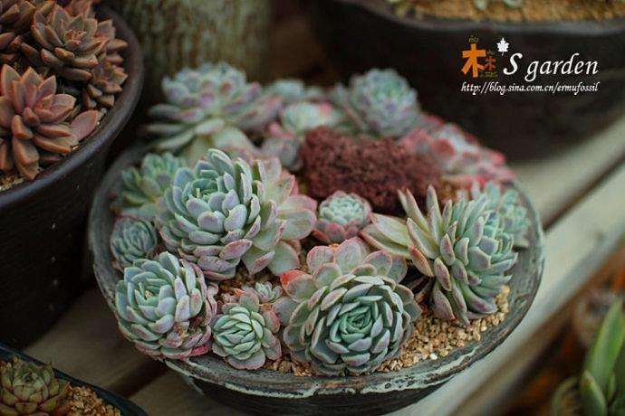 张家港附近哪里有多肉大棚的地址