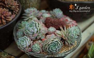 张家港附近哪里有多肉大棚的地址