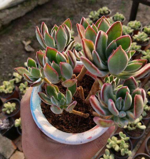 呼和浩特新开的多肉大棚 地址在哪里