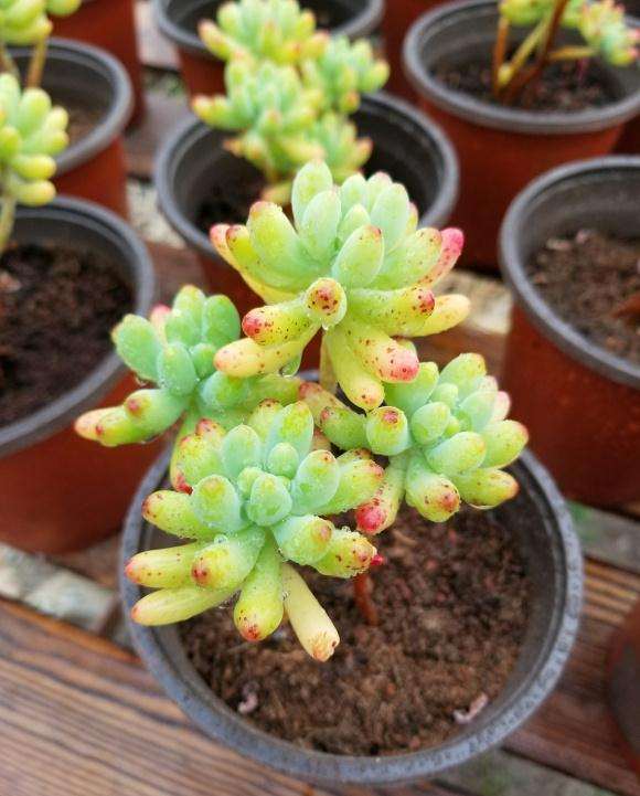 呼和浩特新开的多肉大棚 地址在哪里