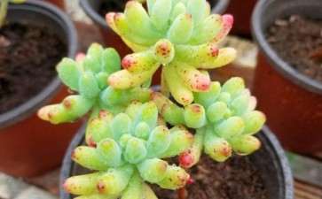 呼和浩特新开的多肉大棚 地址在哪里