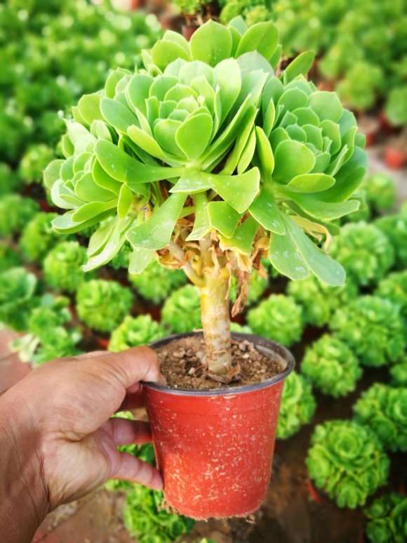 洛阳的法师多肉大棚 地址在哪里