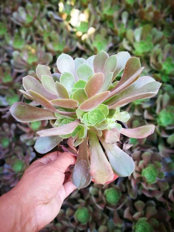 洛阳的法师多肉大棚 地址在哪里