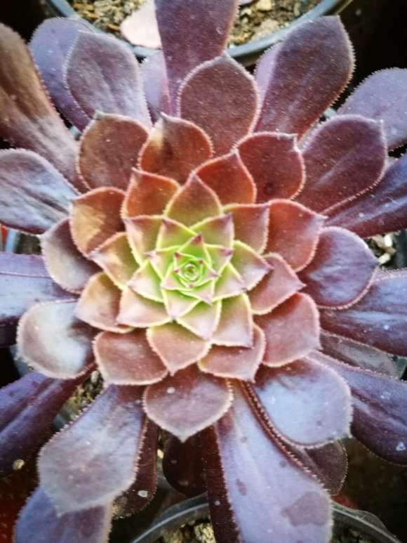 洛阳的法师多肉大棚 地址在哪里