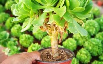 洛阳的法师多肉大棚 地址在哪里