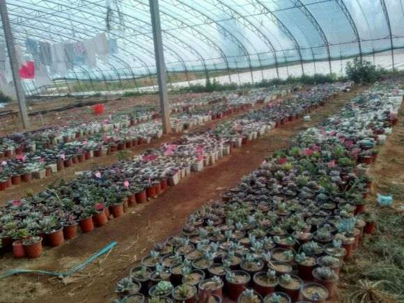 郯城哪里有多肉大棚吗 地址在哪里