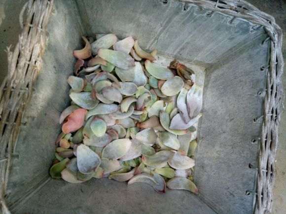 郯城哪里有多肉大棚吗 地址在哪里