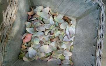 郯城哪里有多肉大棚吗 地址在哪里