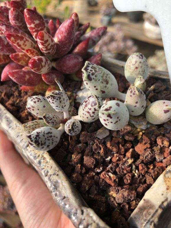 大连一景苑多肉大棚出货 地址董家沟