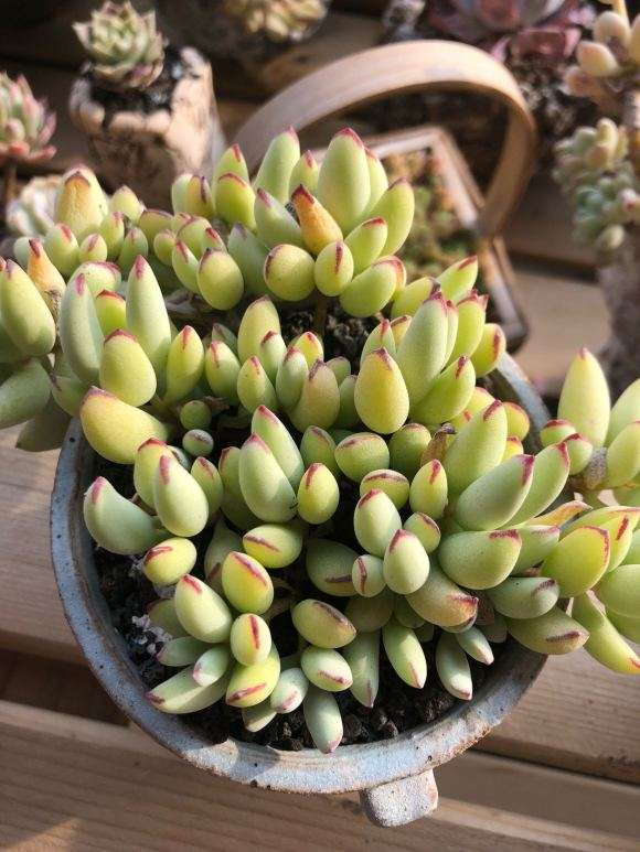 大连一景苑多肉大棚出货 地址董家沟