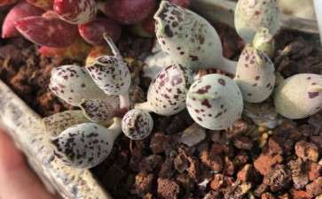 大连一景苑多肉大棚出货 地址董家沟