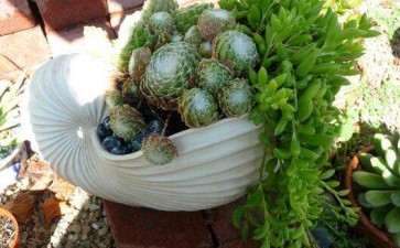 石家庄有多肉大棚的地址吗 在哪里