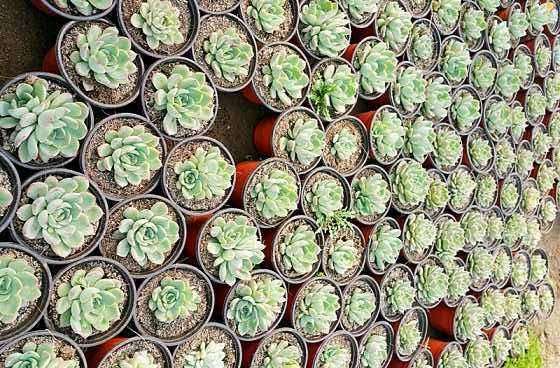 株洲有多肉大棚要出租吗 图片