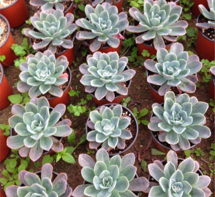 株洲有多肉大棚要出租吗 图片