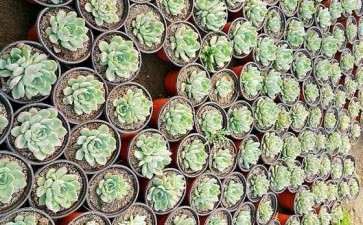 株洲有多肉大棚要出租吗 图片