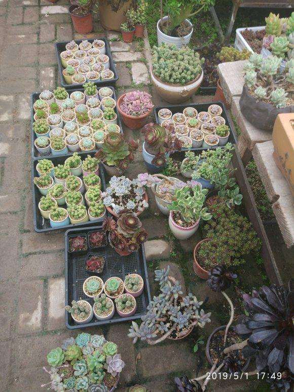 宝鸡大棚 大量多肉出售 看看 图片