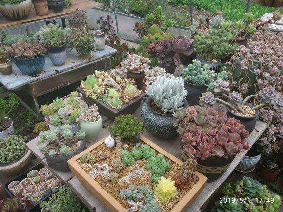 宝鸡大棚 大量多肉出售 看看 图片
