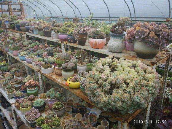 多肉大棚基地