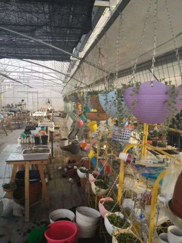 下午去了趟 我们镇江的多肉大棚