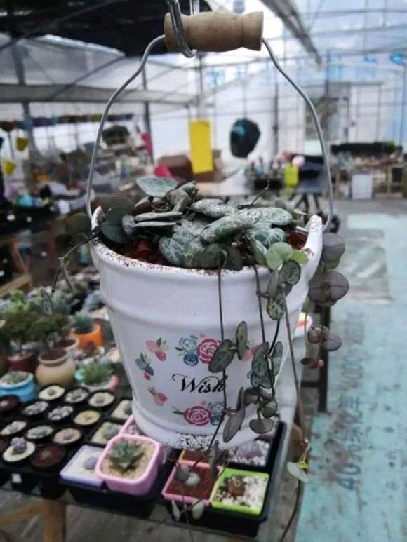 下午去了趟 我们镇江的多肉大棚