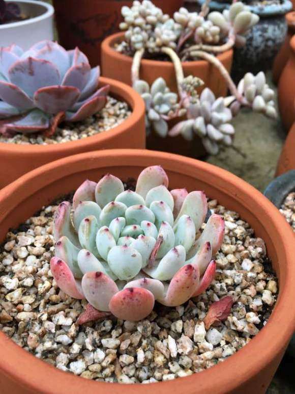 乌鲁木齐哪里有多肉大棚 求地址