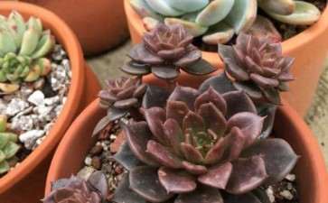 乌鲁木齐哪里有多肉大棚 求地址