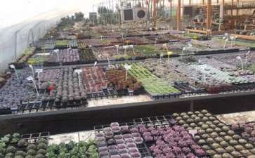 济南多肉大棚地址在哪里 想买多肉