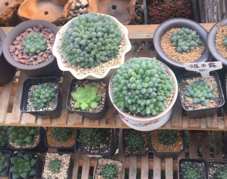 济南多肉大棚地址在哪里 想买多肉
