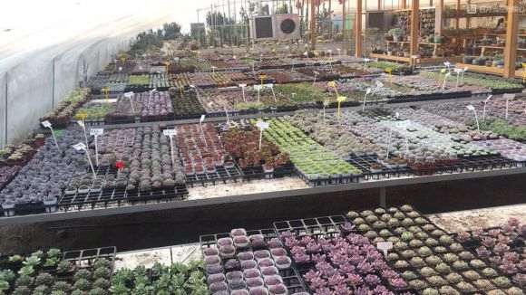 济南多肉大棚地址在哪里 想买多肉