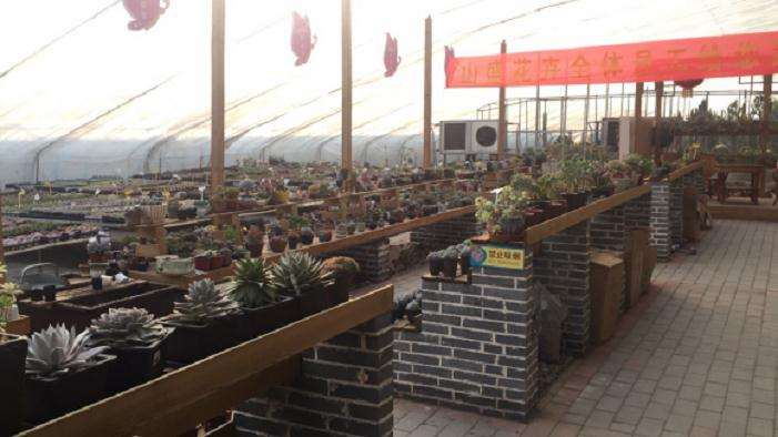 济南多肉大棚地址在哪里 想买多肉