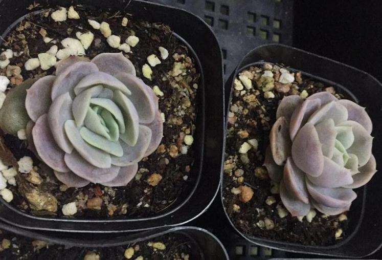 济南多肉大棚地址在哪里 想买多肉