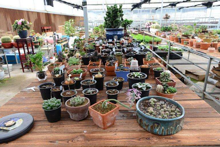 莱阳的多肉大棚地址在哪里