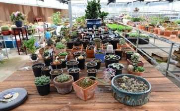 莱阳的多肉大棚地址在哪里 想买