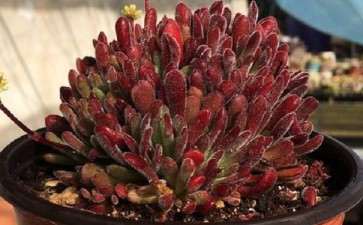 马鞍山有多肉大棚吗 地址在哪里