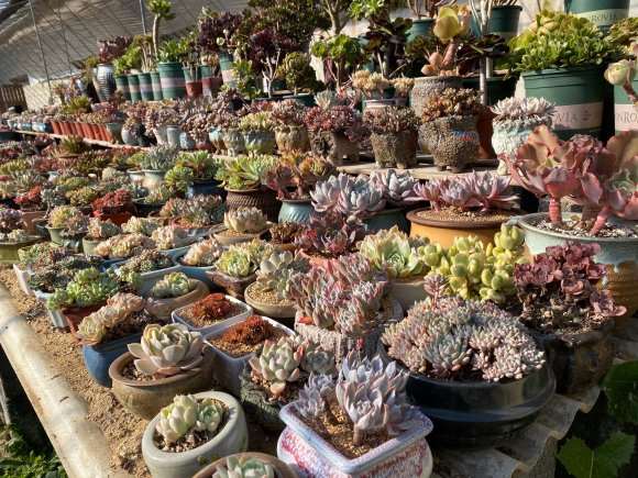 沈阳多肉大棚提供寄养