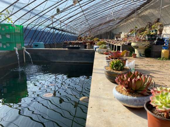 沈阳多肉大棚提供寄养