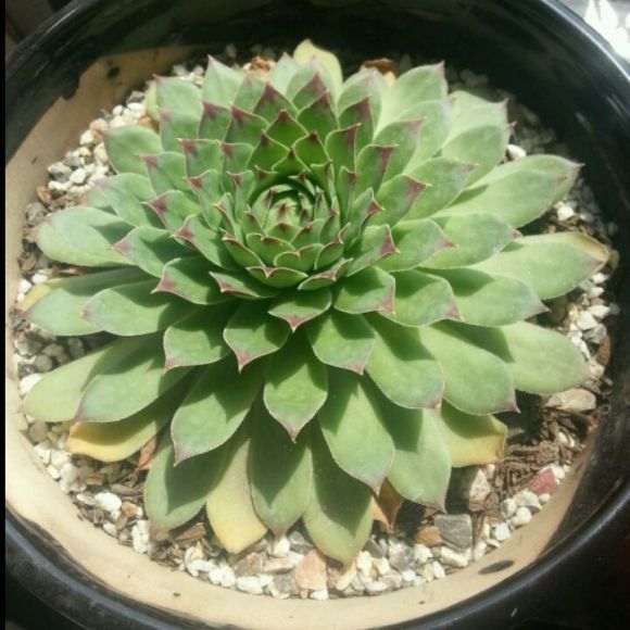 长沙哪里有多肉大棚 地址怎么走