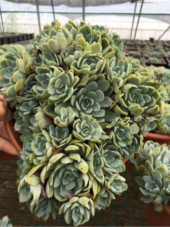 周口市多肉植物大棚 地址在黄泛区